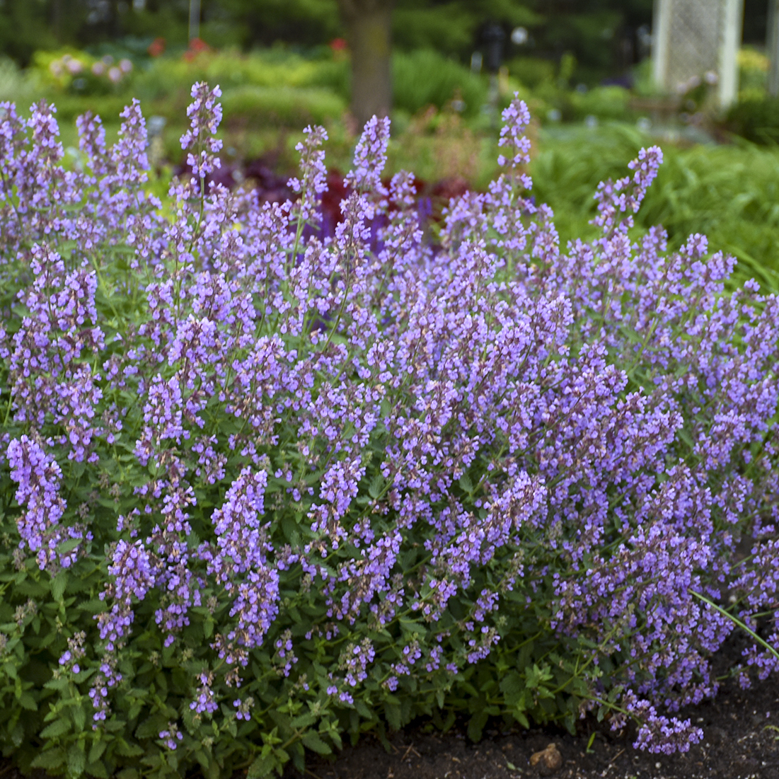 Nepeta faassenii 'Cat's Pajamas'